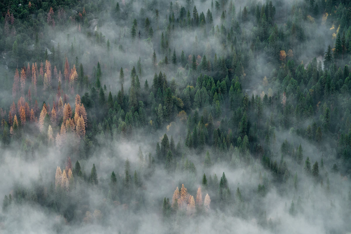 A black A-frame short-term rental in an autumn forest, the property and the pacing curve seen at the same time