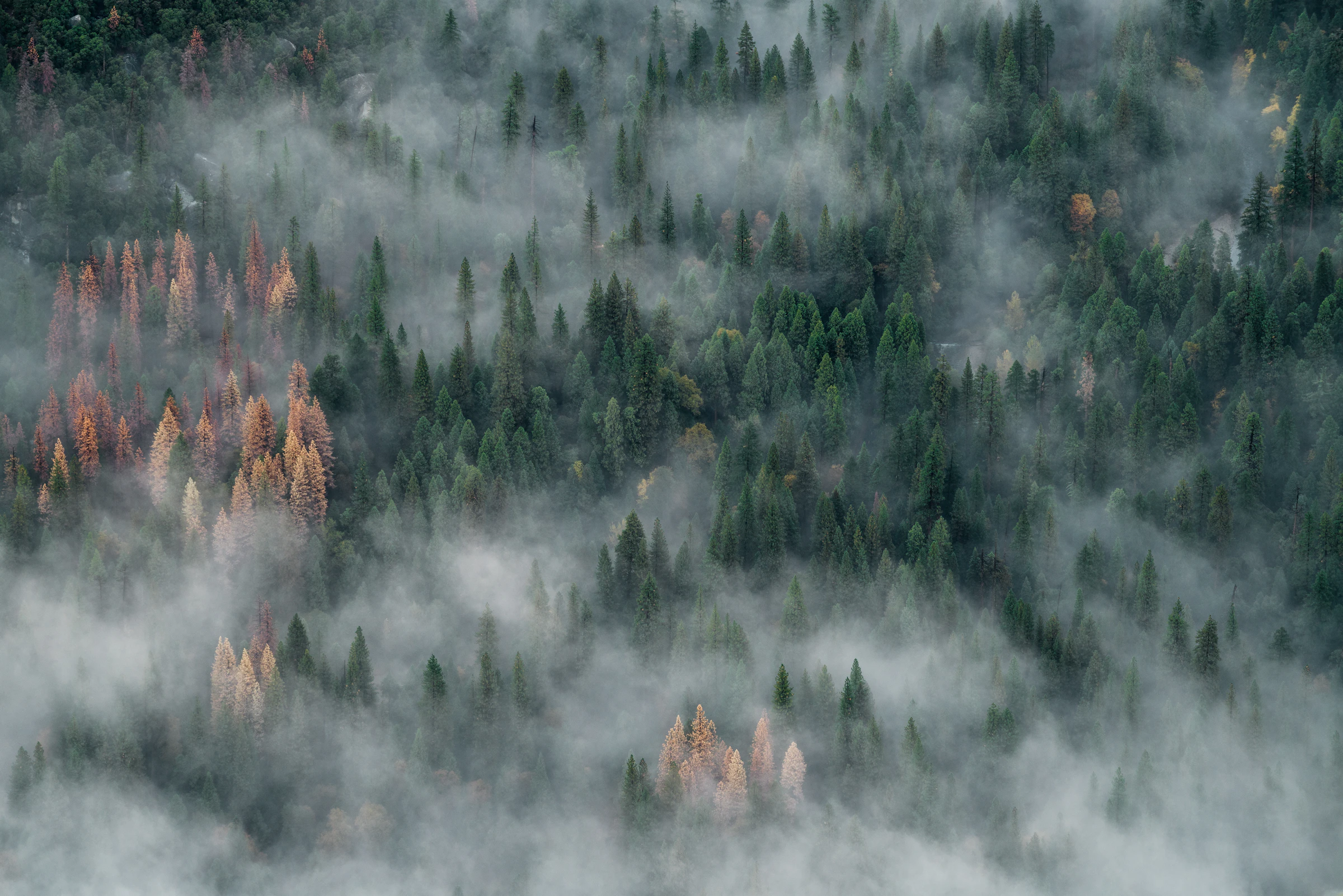 A black A-frame short-term rental in an autumn forest — the property and the pacing curve seen at the same time