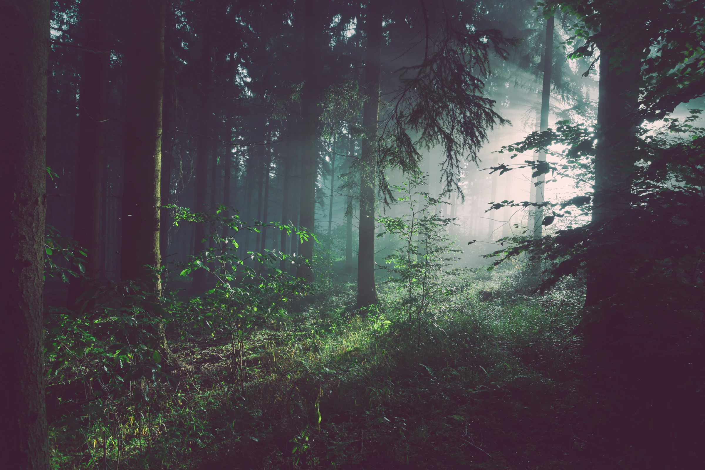 A misted forest trail at first light leading toward a short-term rental cabin in the distance — a comp set built from the guest path, not the operator map